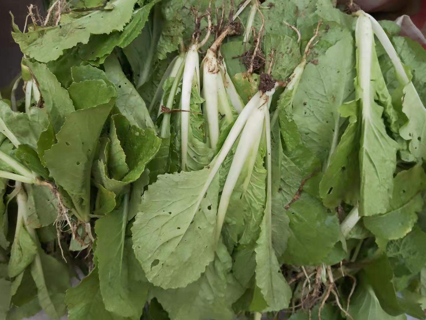 小青青菜贵州新鲜苦菜小白菜农家自种孕妇蔬菜叶菜类