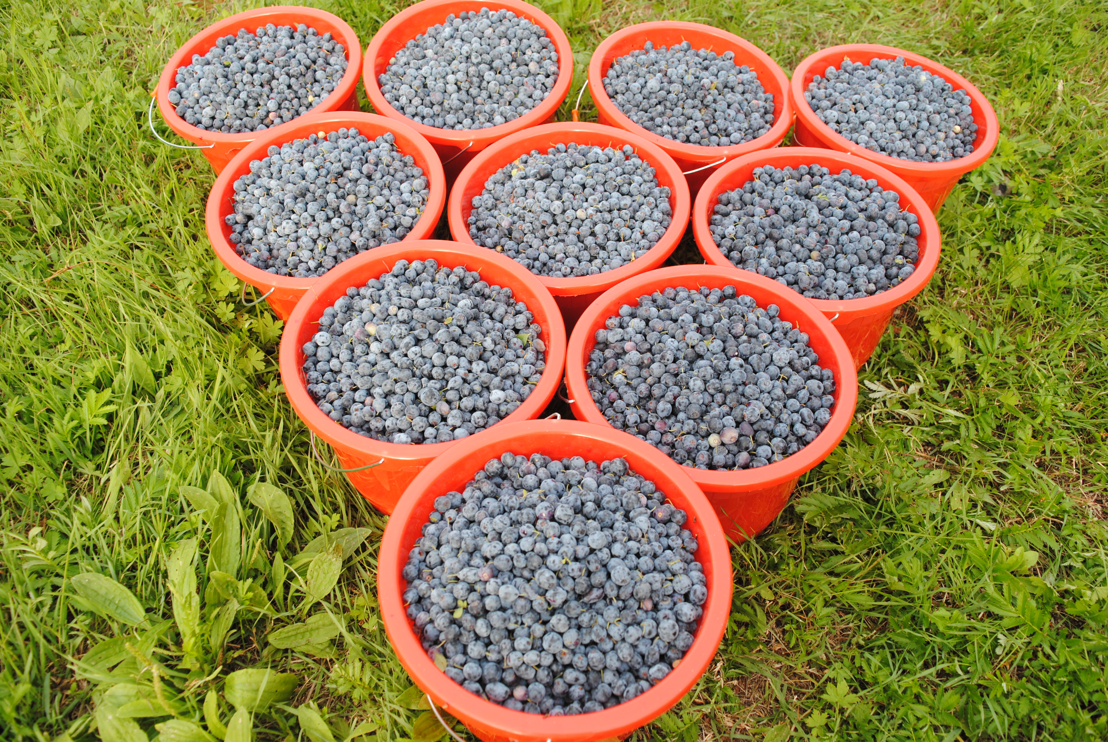 野生蓝莓新鲜大兴安岭新摘柿果4斤180元中铁快运蓝莓