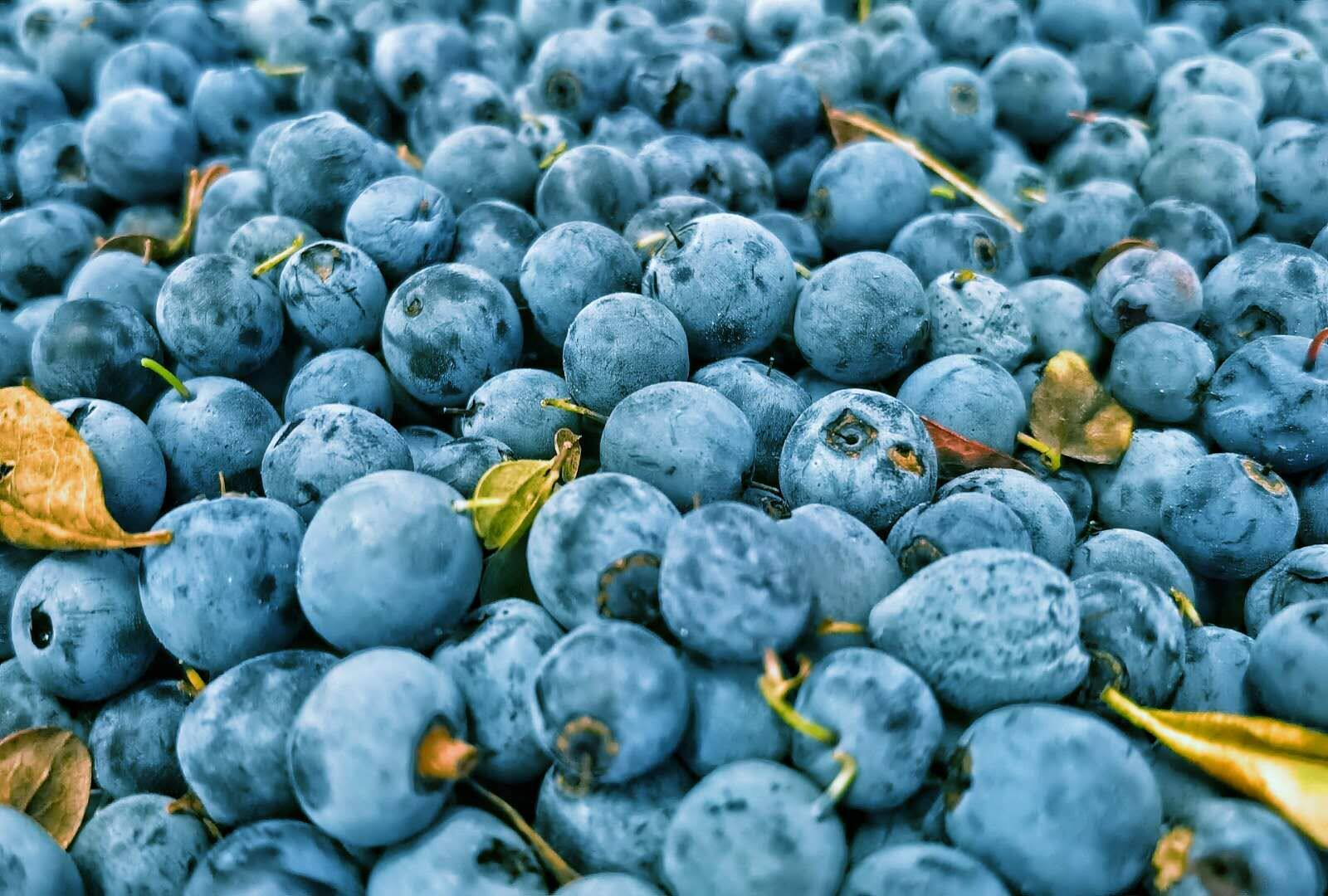 蓝莓鲜果大兴安岭野生天然柿果自然自然风风干半斤蓝莓