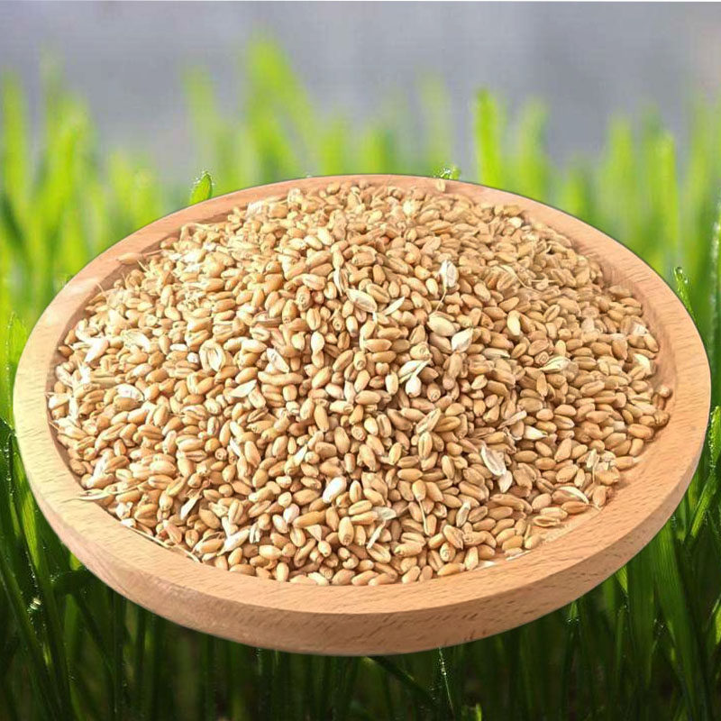 小麦5斤麦粒猫草麦子喂鸽麦种种子种籽鱼饵其它粮食