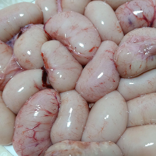 子鸡新鲜鸡腰卵子公鸡睾丸蛋蛋蛋鸡春鸡500g其它