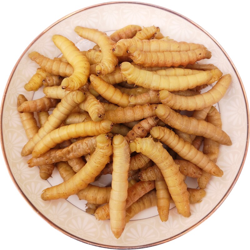 新鲜活体冷冻豆虫豆丹豆青虫豆天蛾昆虫宴美食油炸烧烤满2斤包邮