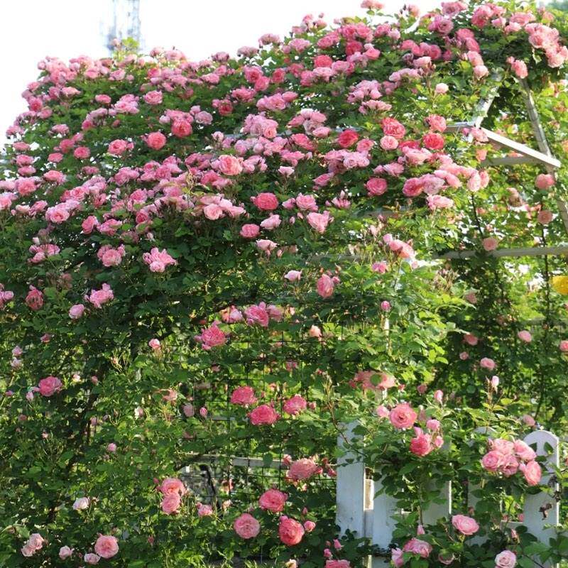 小橘家藤本本樱月季月季花花苗庭院阳台盆栽四季花卉