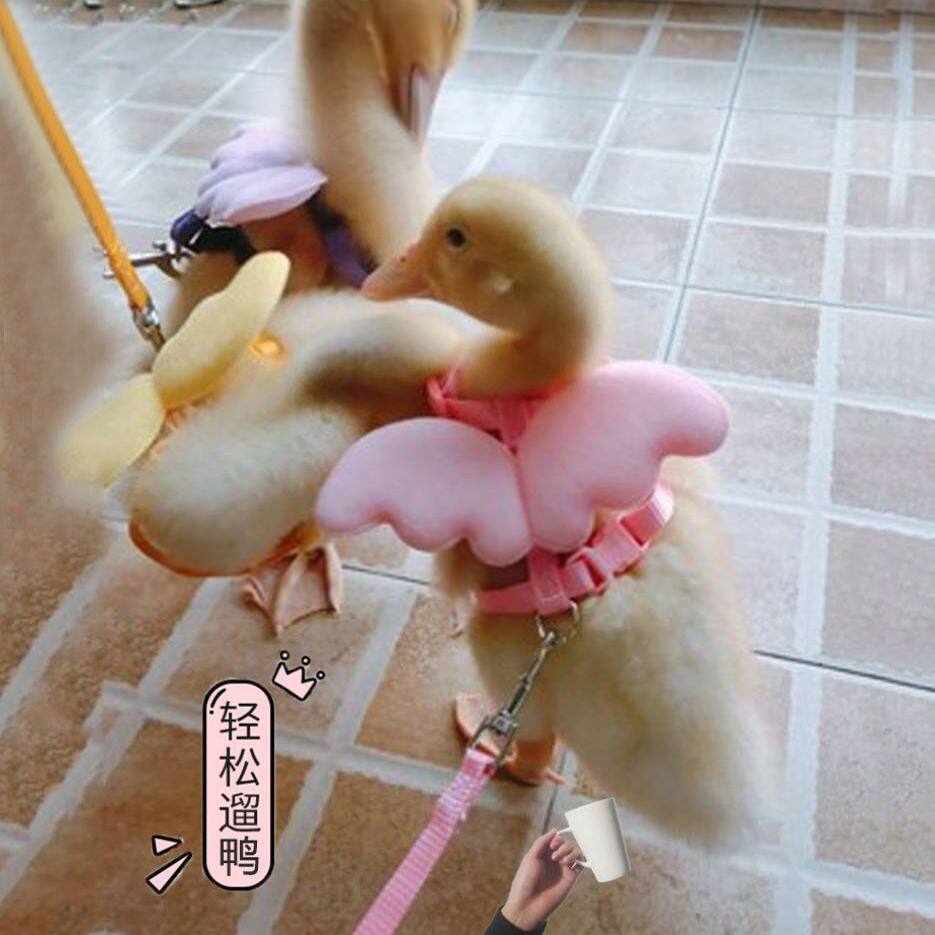柯尔鸡绳绳绑绳遛牵引鸭子小鸭子宠物宝宝小鸡狗牵引绳