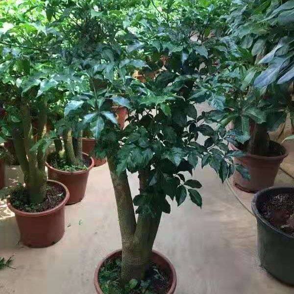 盆栽大富富贵幸福树发财树绿宝室内大型绿植招财树大型绿植