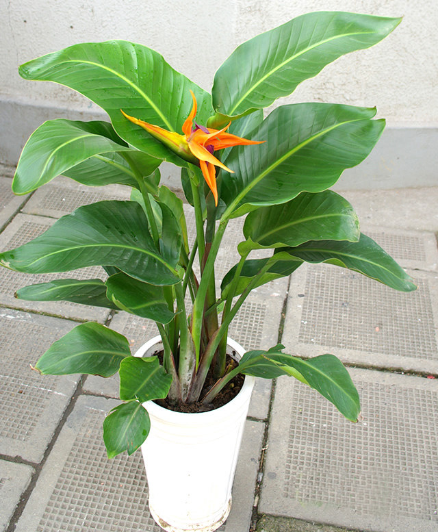 天堂鸟盆栽植物植物清清仓包邮鹤望兰大型绿植客厅花卉