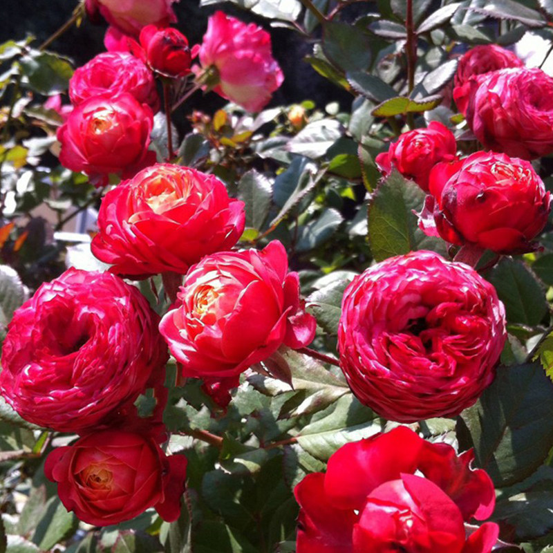 浓香香型观花植物浪漫比克多头月季月季花花卉空气净化剂