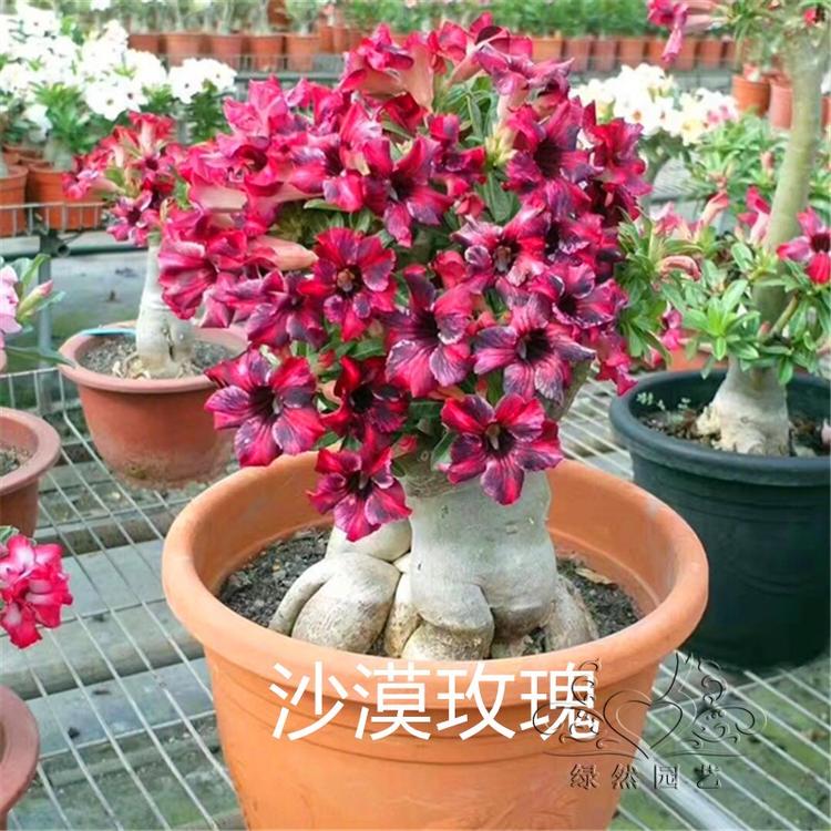 沙漠玫瑰玫瑰花花苗盆栽花卉植物四季盆景室内空气净化剂