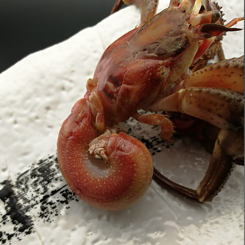 大连鲜活虾怪寄居蟹即食虾怪腿海鲜特产野生海怪小螃蟹超大虾怪