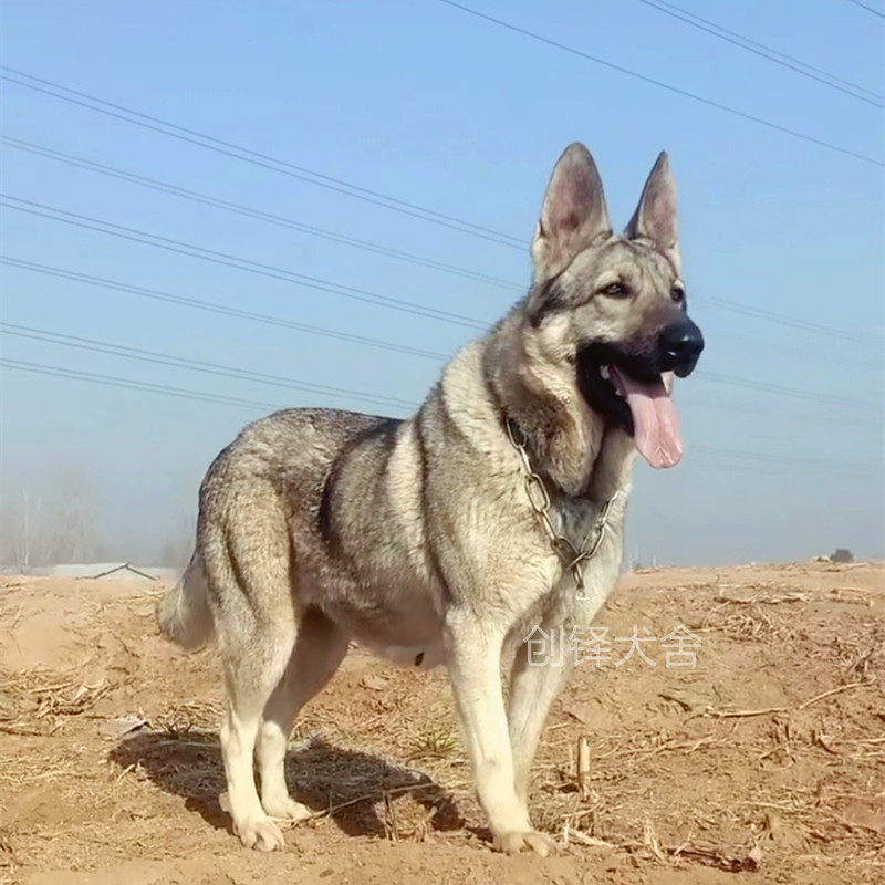 狼青犬幼中华纯种狼狗活体巨型日本青狼狼犬畜牧