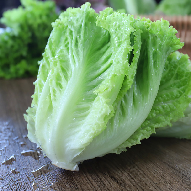 蔬菜绿行行者罗莎绿生生菜生吃山东新鲜沙拉叶菜类