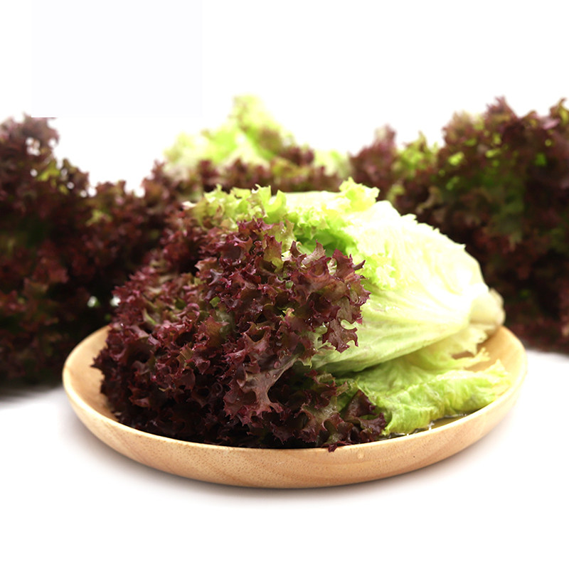 生菜绿行行者罗莎5斤新鲜山东蔬菜沙拉菜西叶菜类