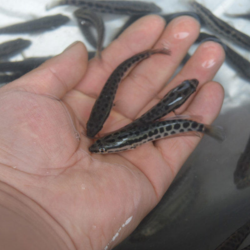 鱼苗黑鱼20cm活淡水生纯种小土南方大口鲶鱼鱼