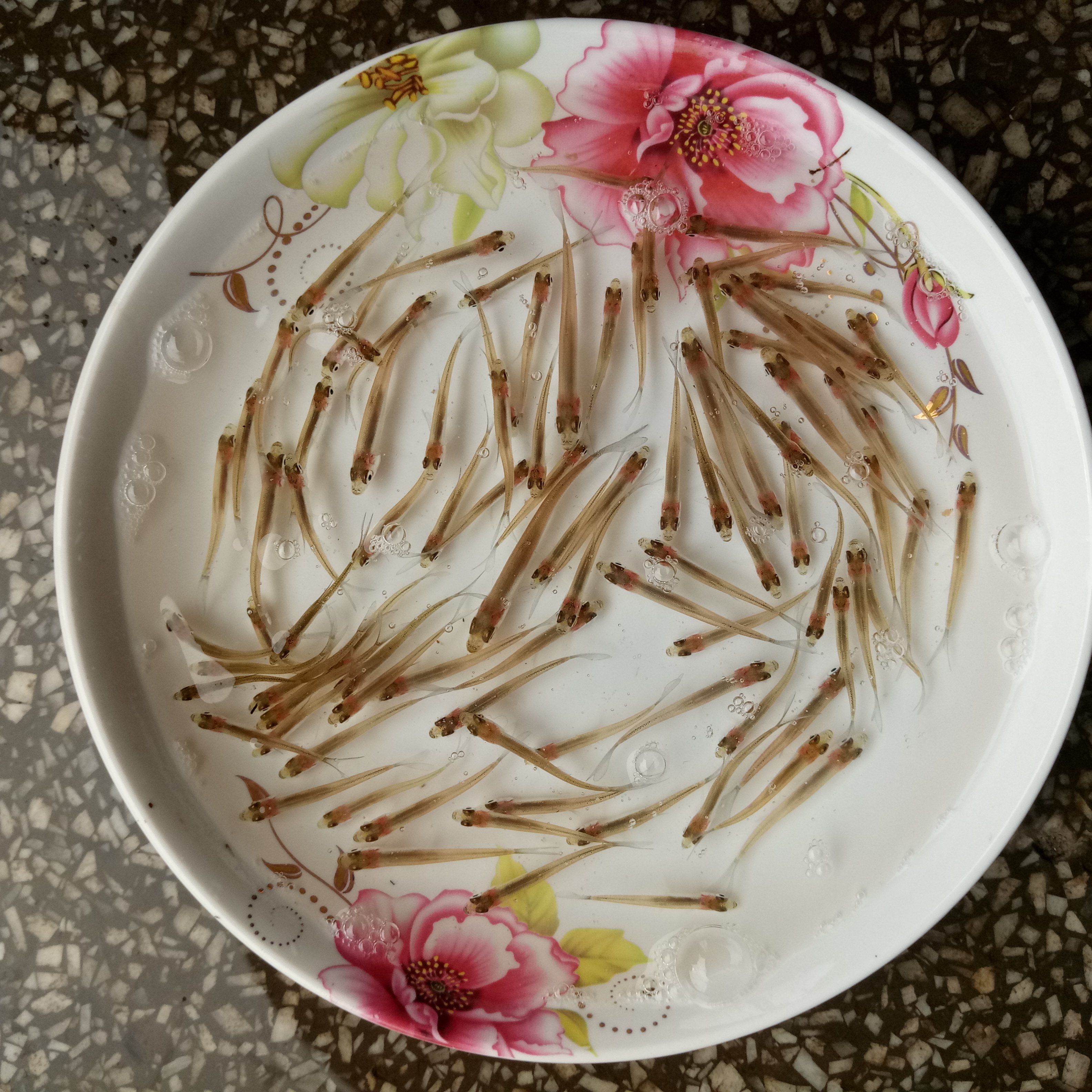 鱼苗翘嘴白鱼苗子鱼米翘淡水路亚养殖活体食用鱼