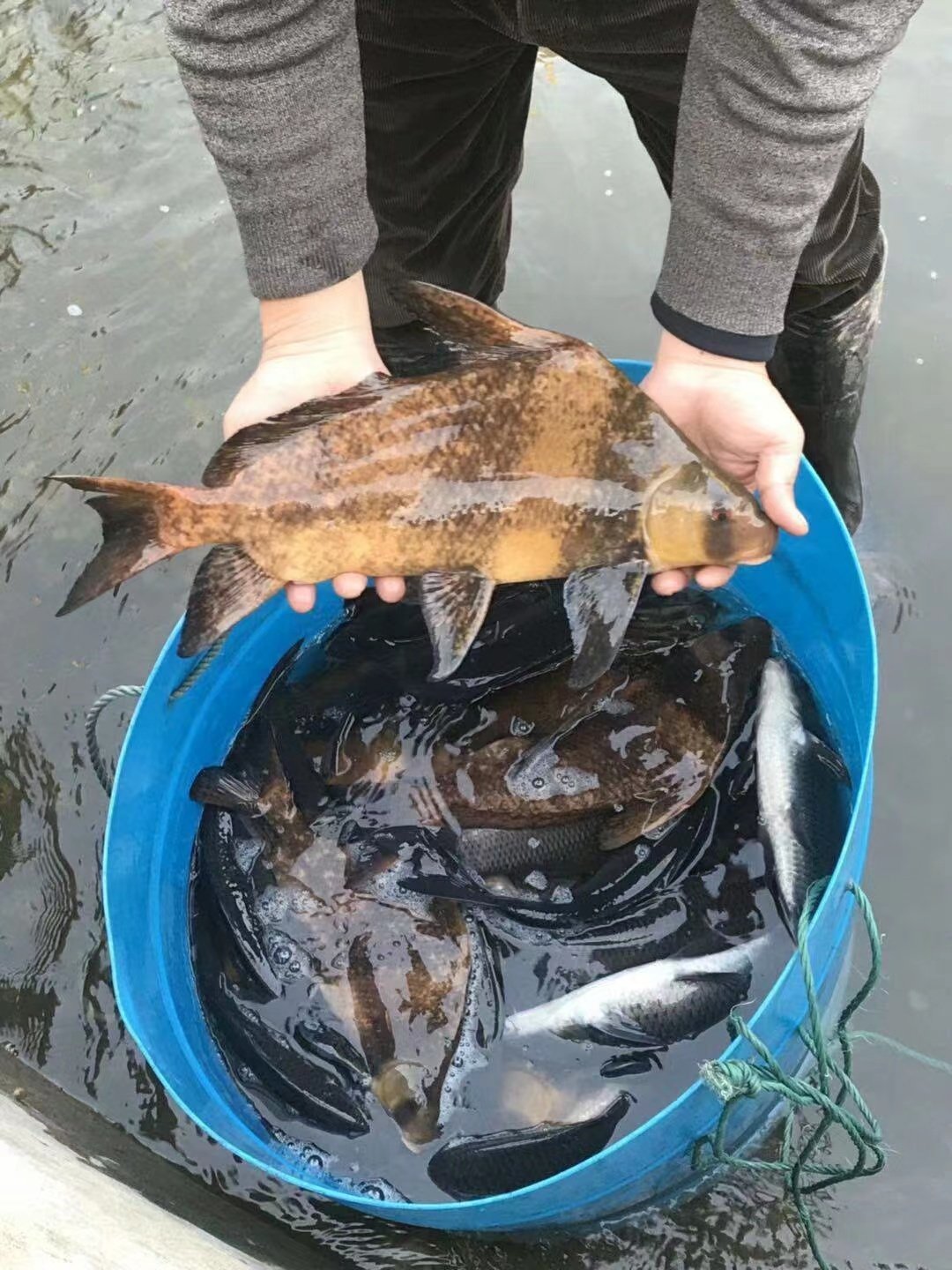 稀有一帆风顺冷水清道夫吃粪吃藻淡水中大型观赏鱼宠物鱼