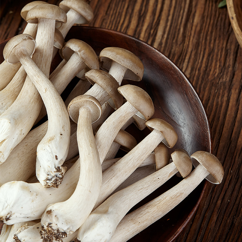 鹿茸新鲜云南菌菇蘑菇食用菌煲汤食材菇类菌类新鲜松茸