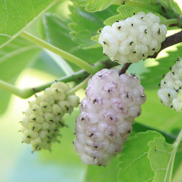 【果桑】长果桑白珍珠 家庭种植桑葚果树苗[花园鳗]1加仑盆栽