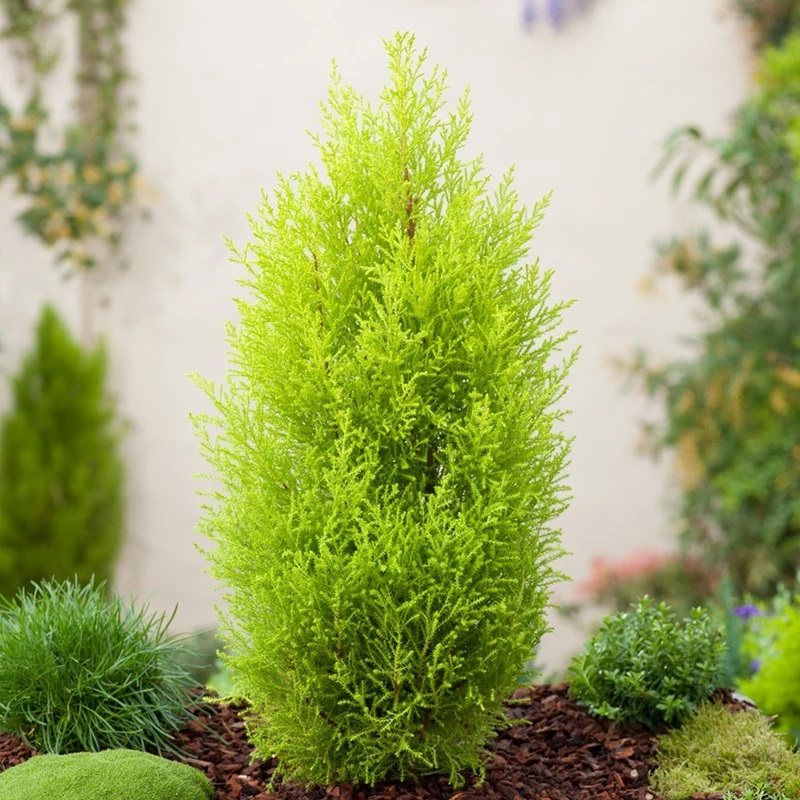 节日礼品盆栽1加仑绿植室内芳香花园圣诞树金冠柏小香绿植