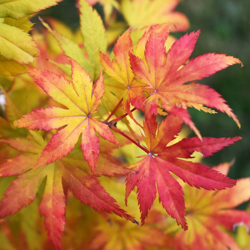 【日本枫】黄八丈 经典黄色叶枫树耐阴花园小乔木日式庭院花园鳗