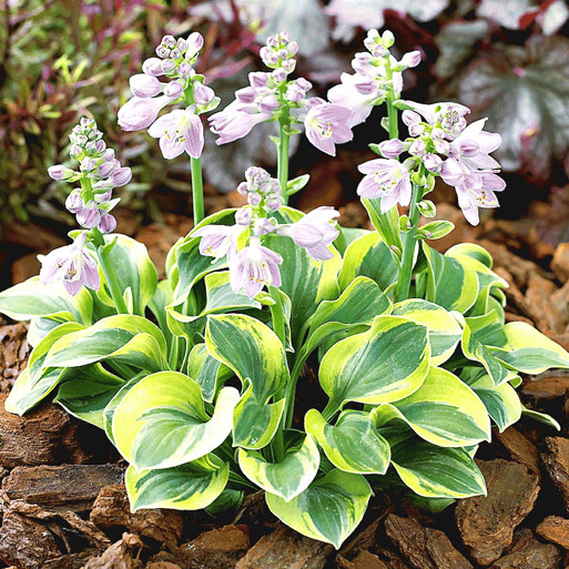 阳台盆栽花园花卉宿根耐阴庭院玉簪系列蓝鼠宿根