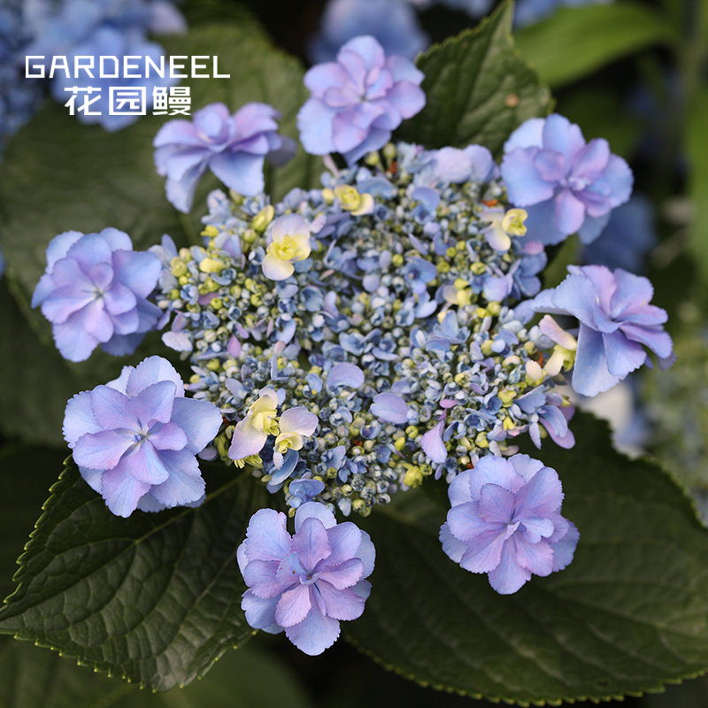 佳澄2加仑花卉花园仙子奇妙惠子水天一色大花天使绣球