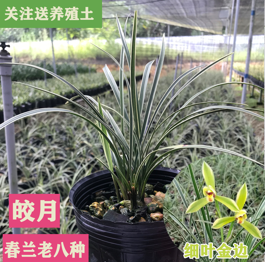 兰花老八种皎月好养花花香细叶金边易活名贵时令草本花卉