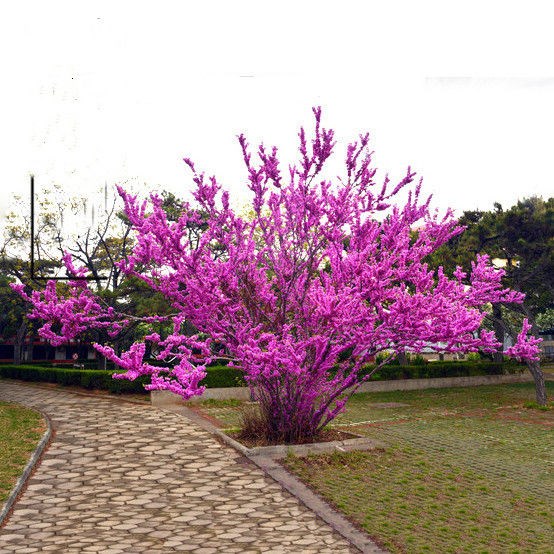 紫荆树苗彩色花彩色观赏植物花园庭院紫荆树绿植空气净化剂