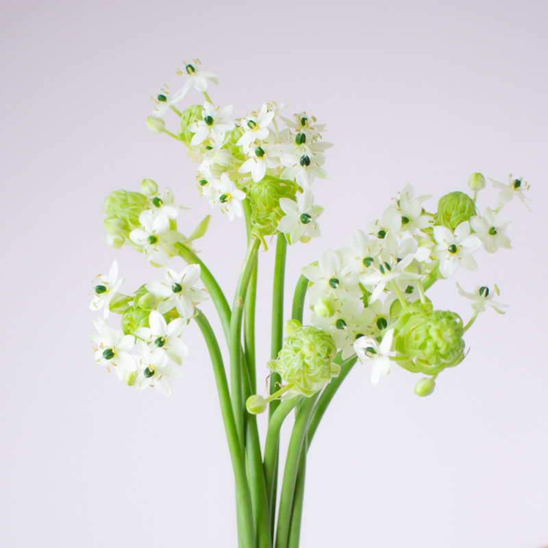 天鹅绒家用室内办公室客厅桌面水养鲜切商务装饰鲜花速递(同城)