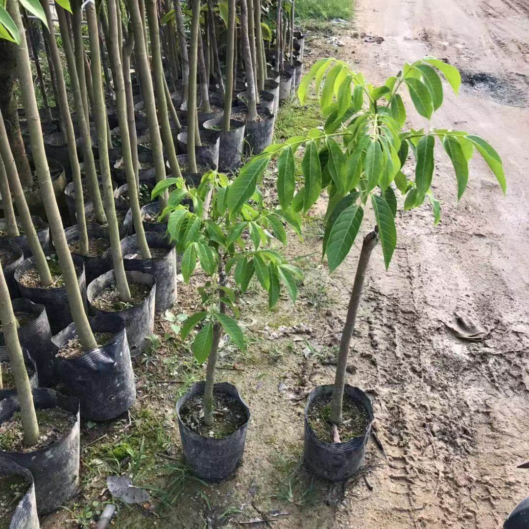 橄榄正宗三棱橄榄树树苗甜种甘甜果苗金玉三捻果树