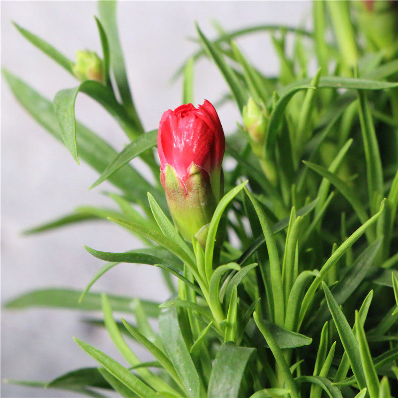 康乃馨盆栽带花苞室内阳台好养的花卉观花植物四季开花不断大花苗