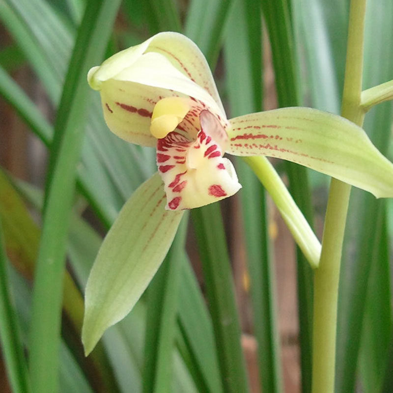 兰花小桃桃红金边盆栽花苗建兰四季兰精品红时令草本花卉