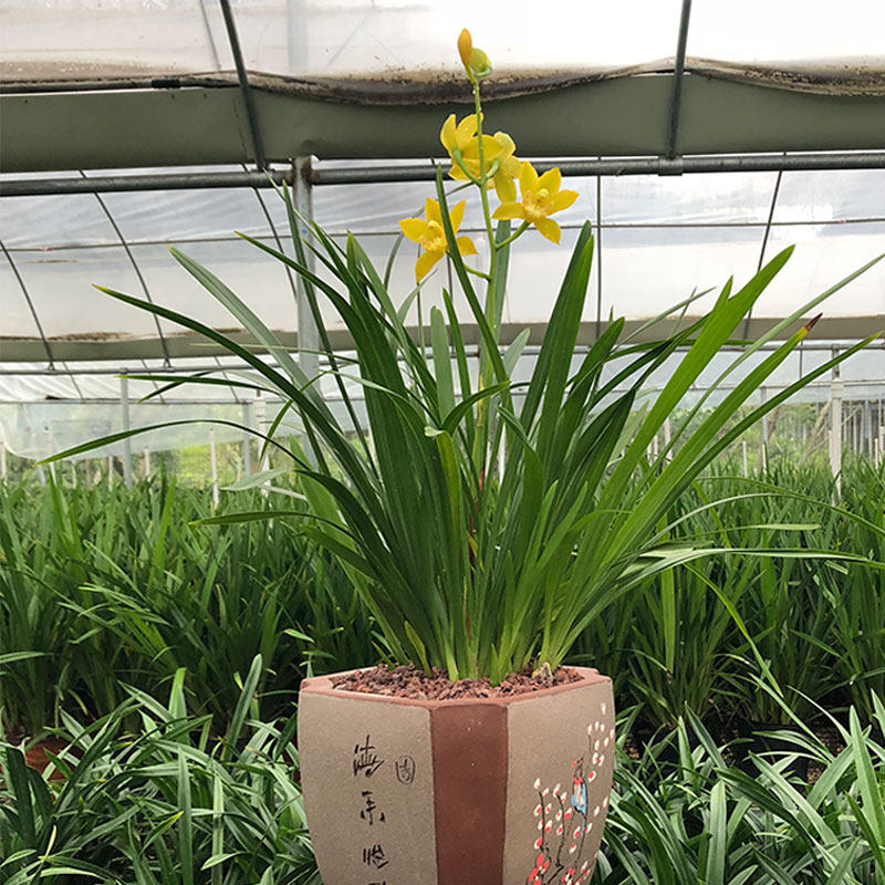 兰花建兰皇妃浓香兰草花卉盆栽四季兰好绿植花卉