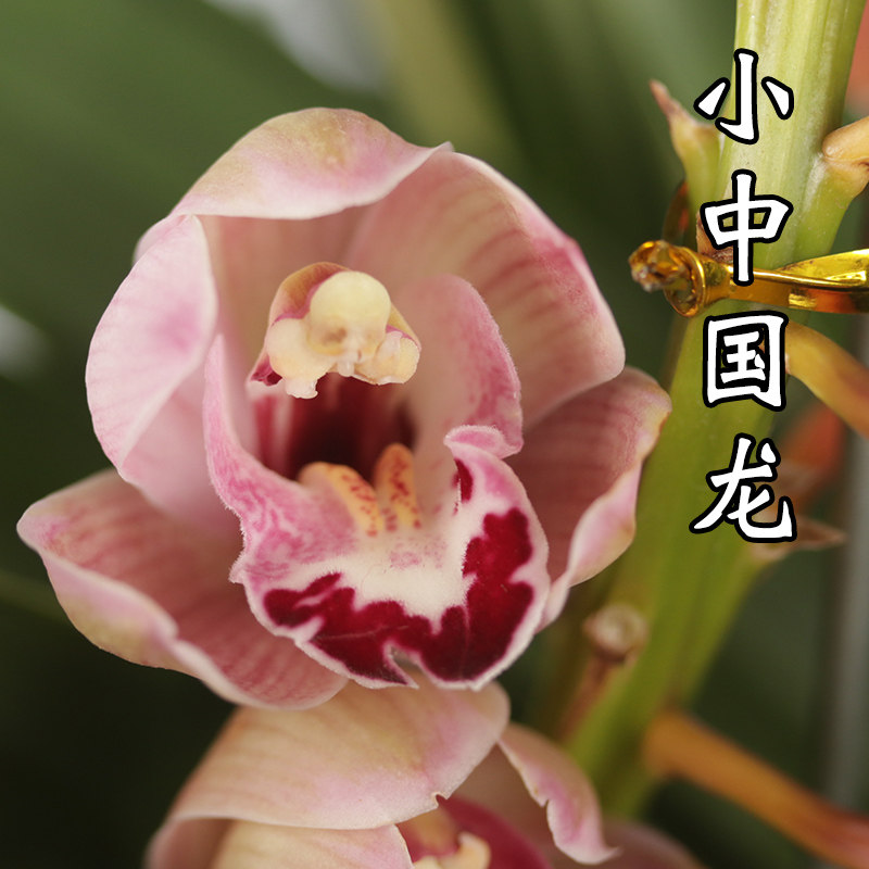 兰花中国龙墨兰报岁矮种金边叶艺绿植花卉卉好花卉