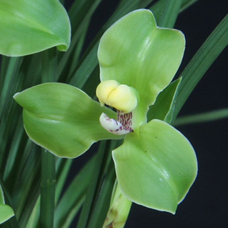 兰花绿云矮种浓香香兰花苗花卉盆栽室内阳台时令草本花卉