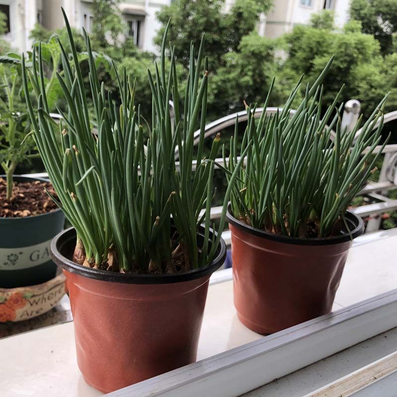 四季阳台葱头小葱葱苗盆栽种子小香红头火葱葱类