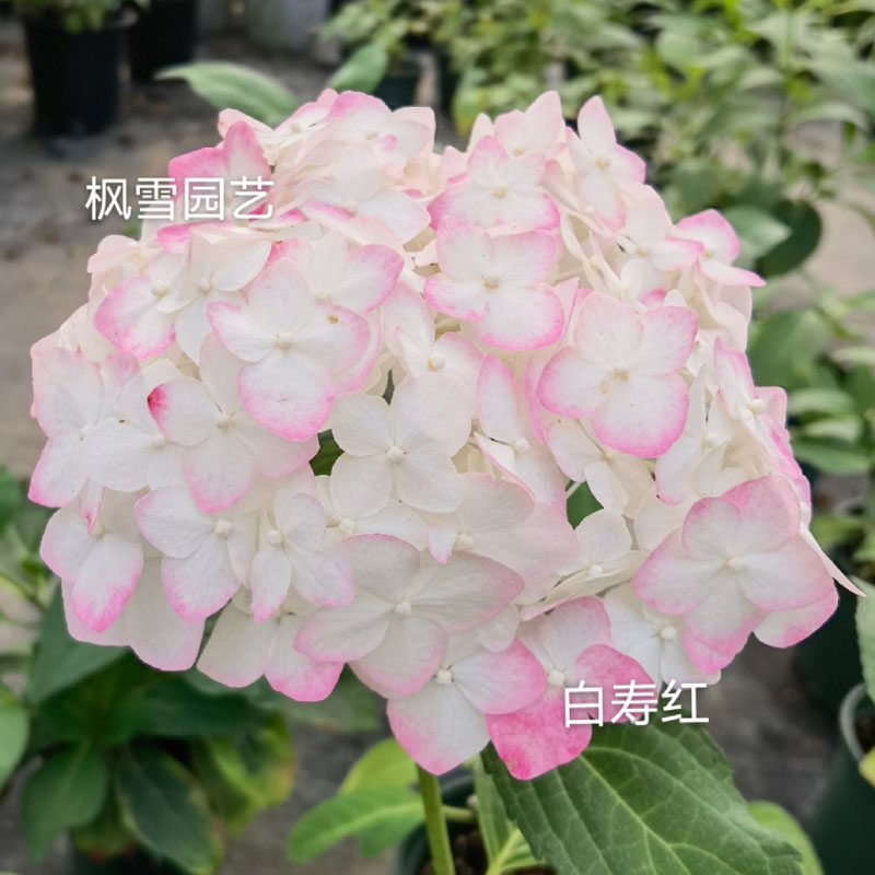 进口大花绣球白寿红扦插小苗花苗盆栽院子阳台时令草本花卉