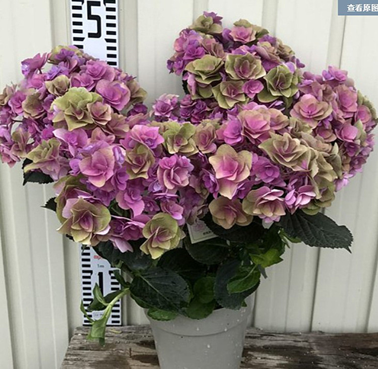 枫雪园艺妖精之爱进口绣球花苗扦插苗艳丽庭时令草本花卉