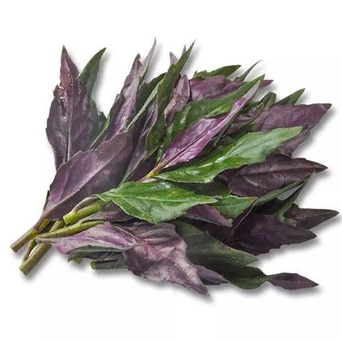 新鲜紫贝菜观音菜紫贝菜血皮菜紫贝天葵带箱500g