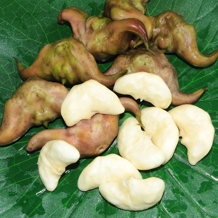 菱角2021年新鲜洪湖现摘现剥去壳米真真空顺丰菱角