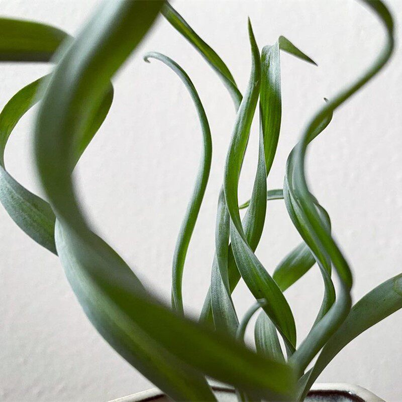 宽叶弹簧草稀有趣味开花块根多肉植物绿植办公室多肉植物