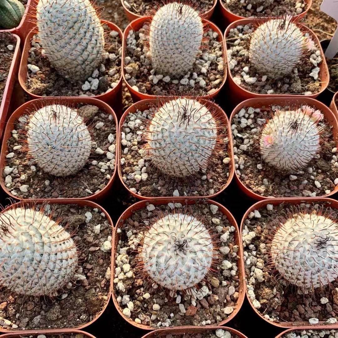 稀有曲刺佩雷直刺佩雷一物一拍乳突球属开花仙人球多肉植物盆栽