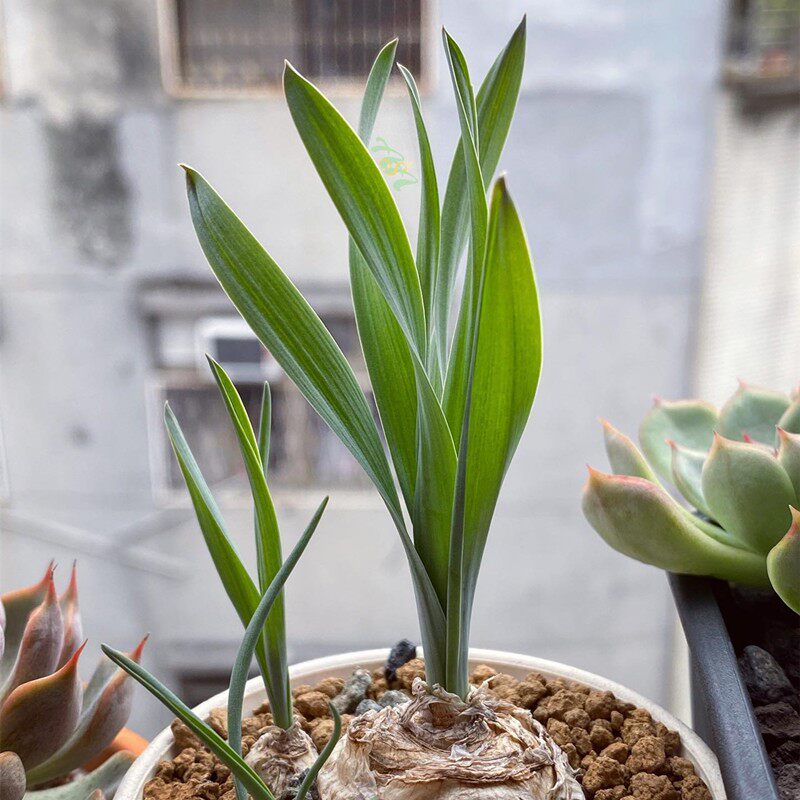 宽叶弹簧草稀有趣味开花块根多肉植物绿植办公室多肉植物