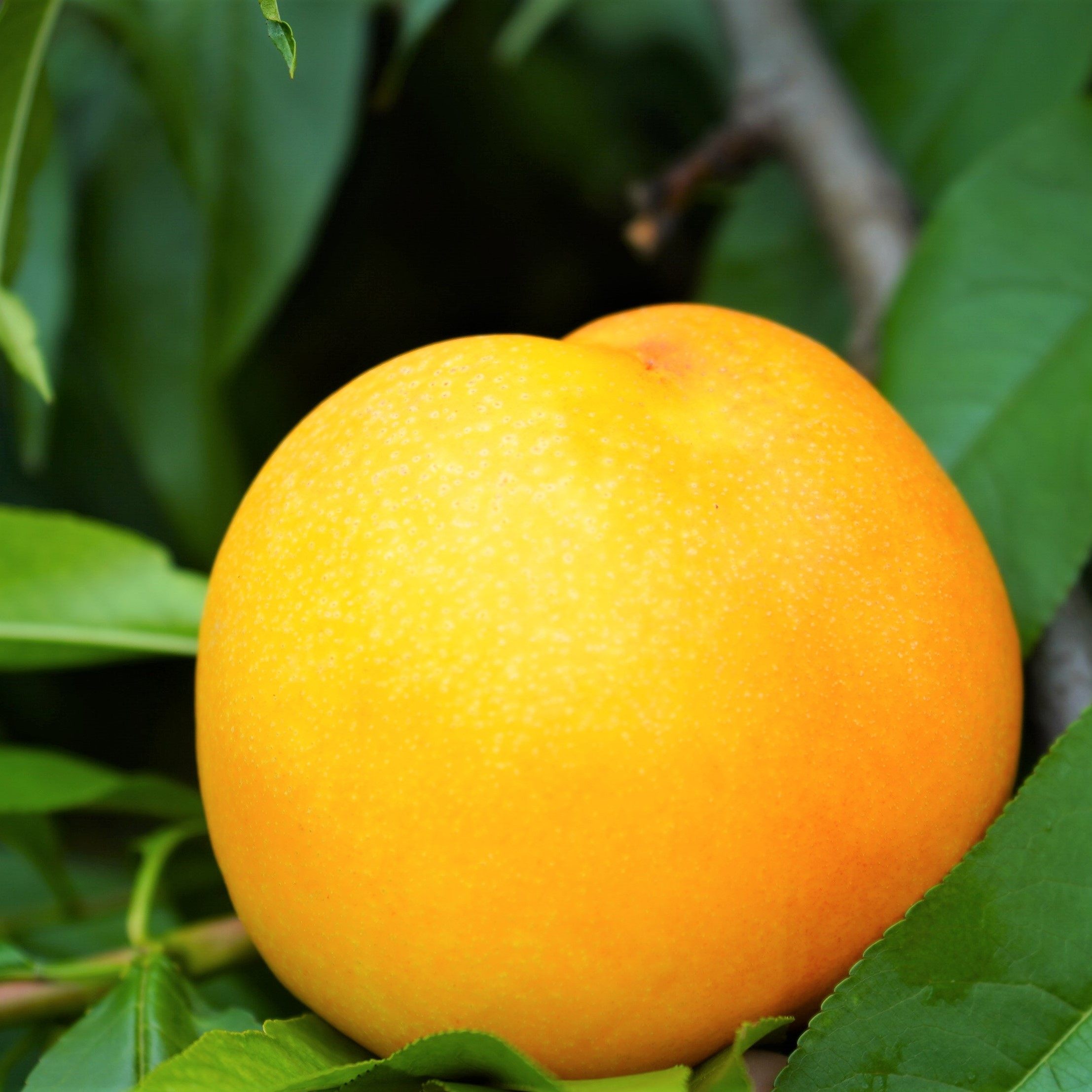 闵晓熙黄油桃5斤新鲜现摘安徽砀山黄心脆甜蜜桃