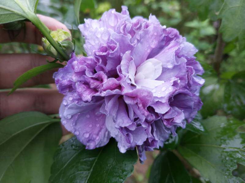 优植园艺蓝莓沙冰木槿紫蓝蓝色花卉阳台庭院观叶