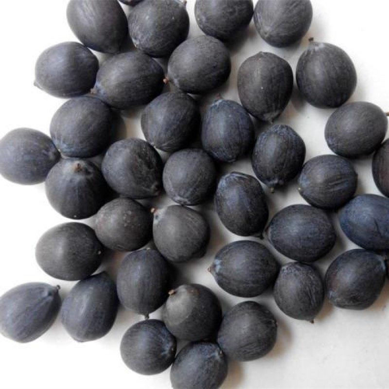 【可选顺丰配送】食用莲藕种子脆甜像梨一样脆甜水果藕种苗脆藕