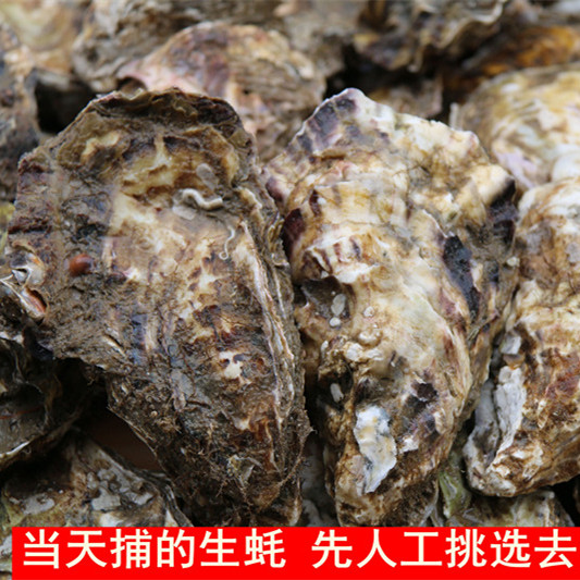 生蚝鲜活5斤海鲜海带壳贝类新鲜活牡蛎乳山山东生蚝