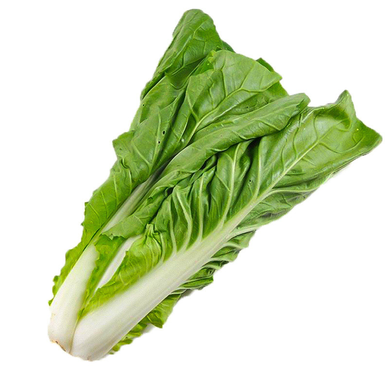 四季快菜德高7号金品小白菜种籽春季种孑速生家庭园艺种子