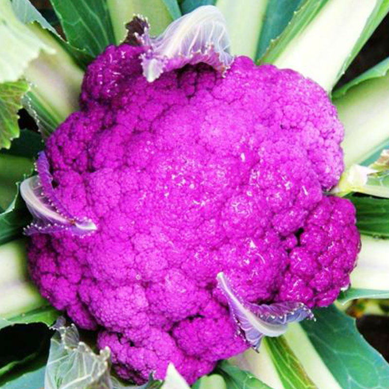 彩色花椰菜种子种籽苗秧子有机花菜宝塔菜西兰花西蓝蔬菜孑蔬莱