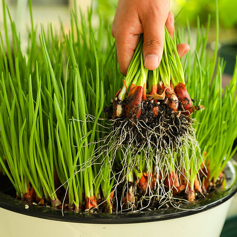 葱头四季小香香葱籽种种子火葱红头葱葱种干家庭园艺种子