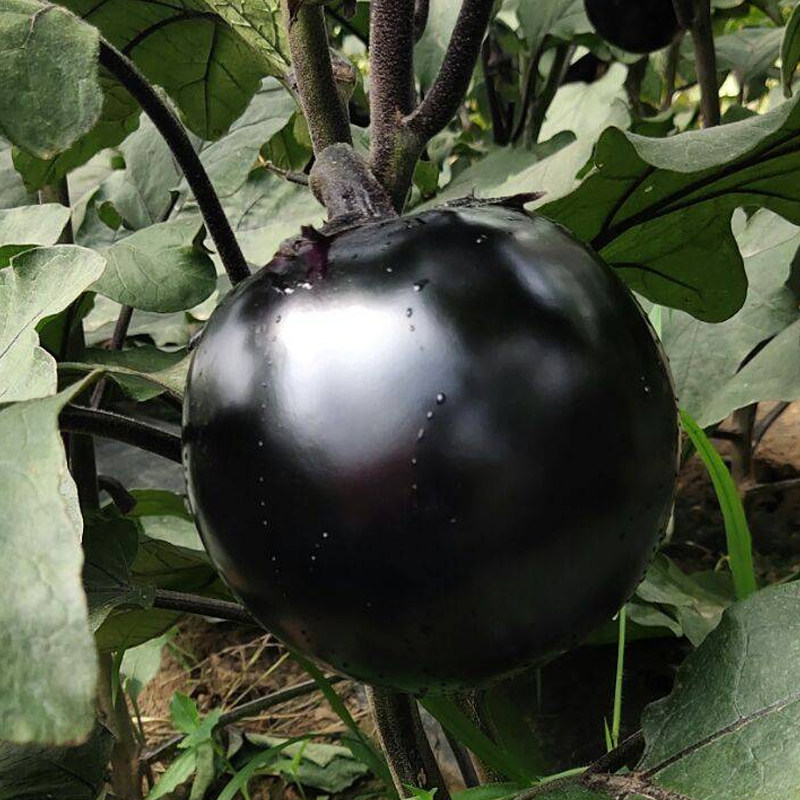 霸王圆茄种子茄子苗孑早熟高产紫色菜特大圆家庭园艺种子